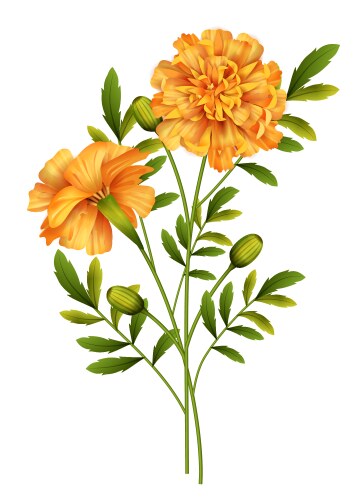 Marigold flowers Vector Image