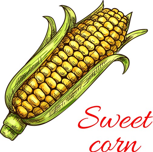 Sweet golden ripe corn Royalty Free Vector Image