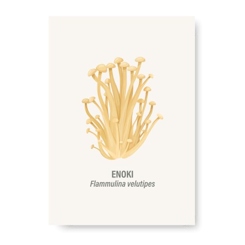 Enoki mushroom isolated on white card vector image