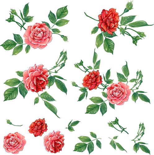 Red roses set Vector Image