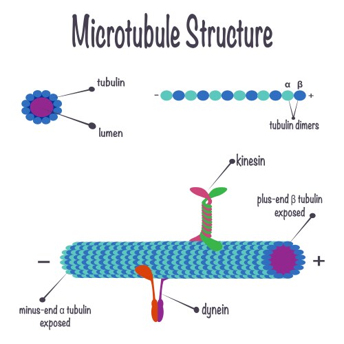 Homeostasis Science Infographic – Royalty-Free Vector | VectorStock