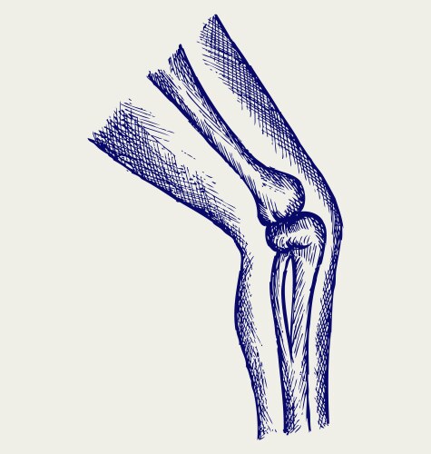 Human anatomy spine Royalty Free Vector Image - VectorStock