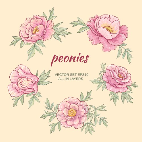 Corner with peonies Royalty Free Vector Image - VectorStock