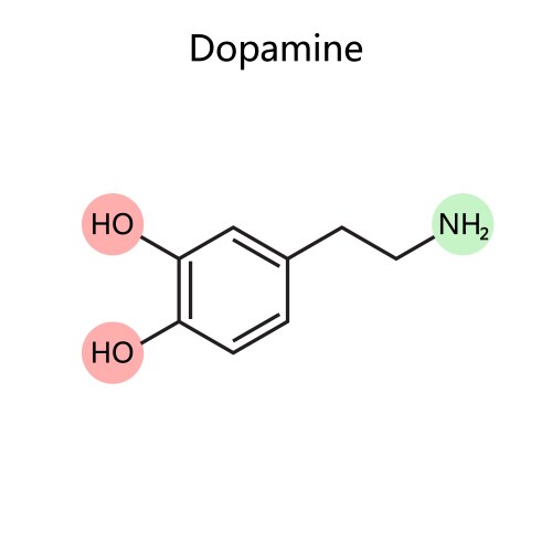 Chemical formula dopamine diagram medical science vector image