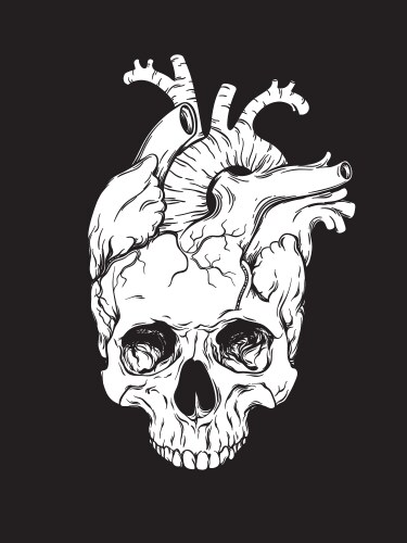 human heart and skull anatomical hand drawn vector image