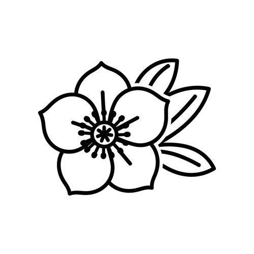 Elegant Cherry Blossom Flower Vector Image