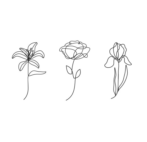 Lily iris and peony line art Vector Image
