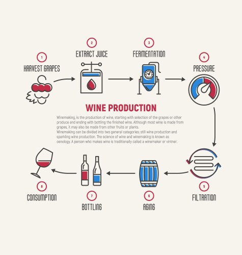 Yeast fermentation and product infographic Vector Image