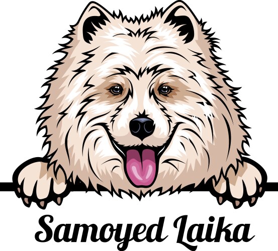 Adorable Samoyed Laika Puppy Head Vector Image