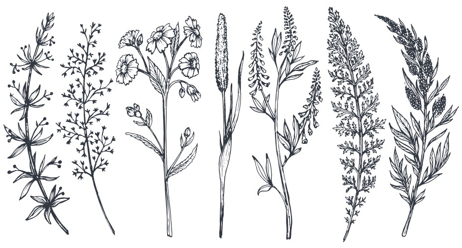 Wildflower & Herb Sketch Set Vector Image