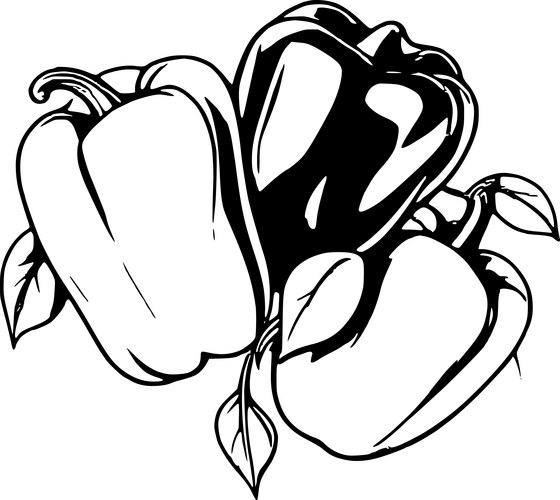 Colorful Bell Pepper Sketch Vector Image