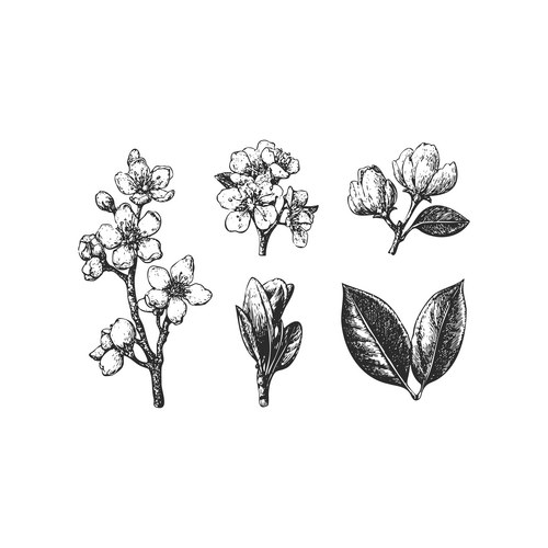 Cherry Blossom Botanical Sketch Vector Image