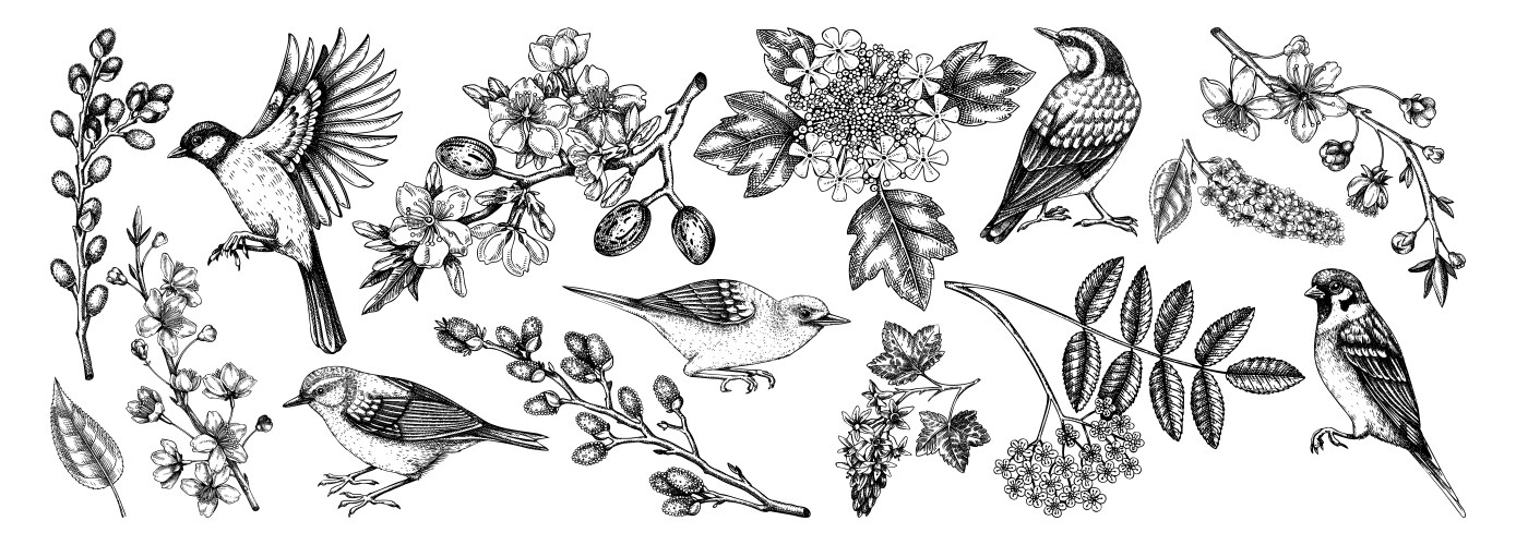 Floral Branch & Bird Sketches Vector Image