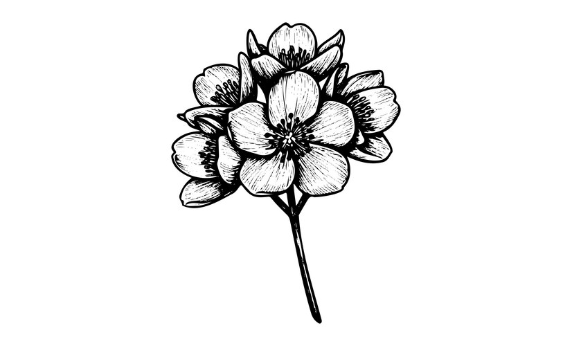 Black and White Cherry Blossom Vector Image