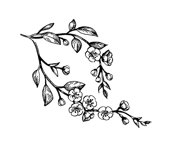 Cherry Blossom Branches Sketch Vector Image