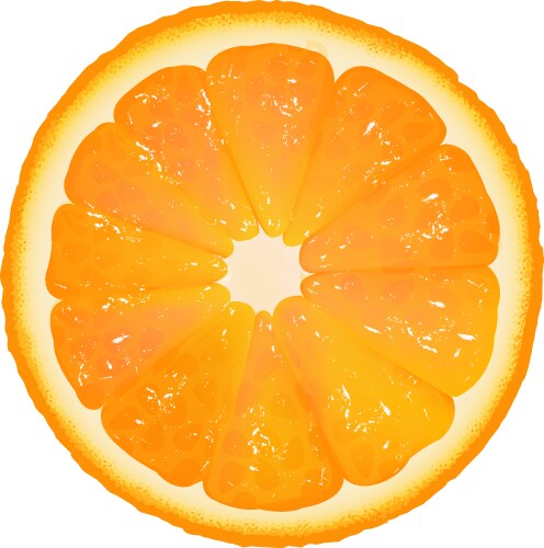 One orange fruite slice Royalty Free Vector Image