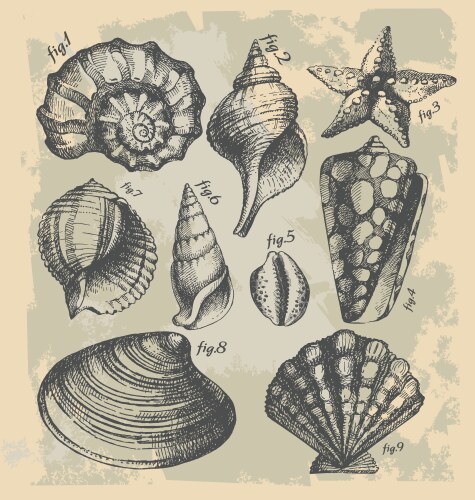 Vintage Seashell Sketch Vector Image