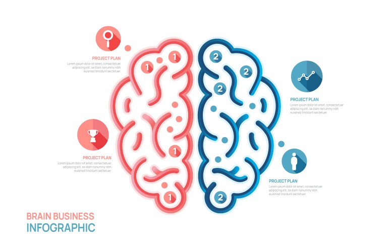 infographic brain business growth design template vector