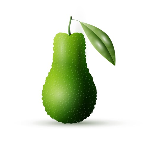 Realistic fresh pear with leaf green fruit Vector Image