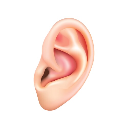 Detailed Human Ear Illustration vector image