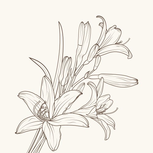 Isolated white lily flower Vector Image