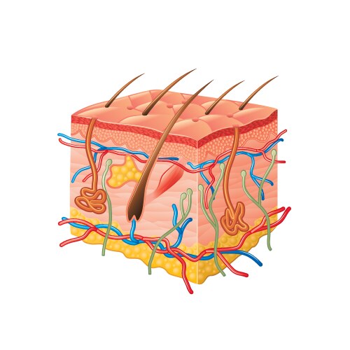 Skin Structure Vector Images (over 6,700)