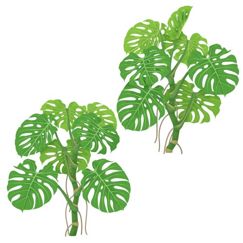 monstera plants isolated vector