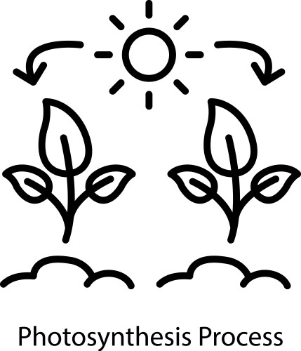 Photosynthesis Royalty Free Vector Image - VectorStock