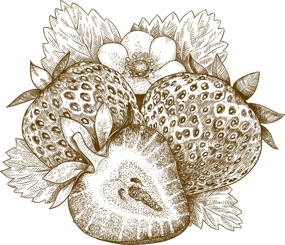 Strawberry Vector Images (over 120,000)