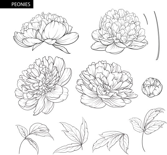 Peony Flower Elements Set Vector Image