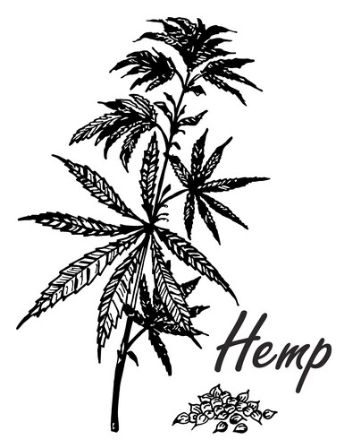 Botanical hand drawn hemp Vector Image