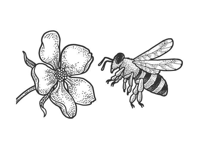 bee flies to flower sketch vector image