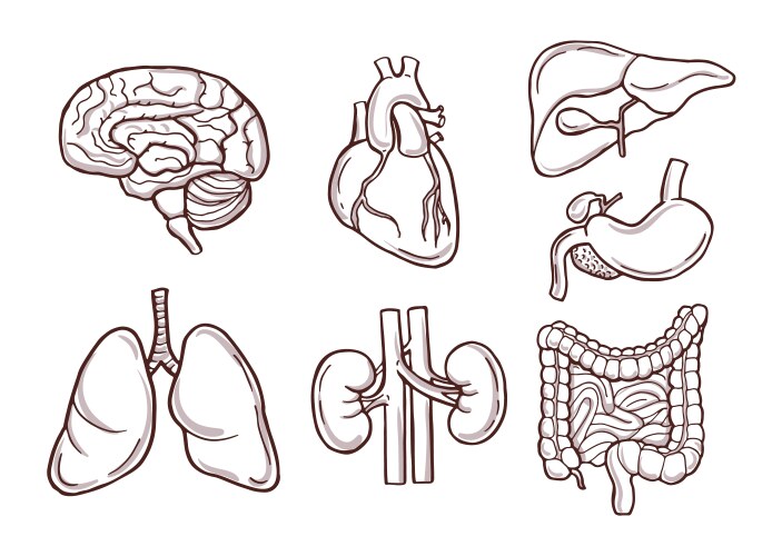 Внутренние органы человека раскраска для детей распечатать Page 3 Internal human organs Vectors & Illustrations for Free Download Freepik