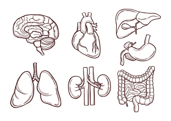 hand drawn of human organs medical vector