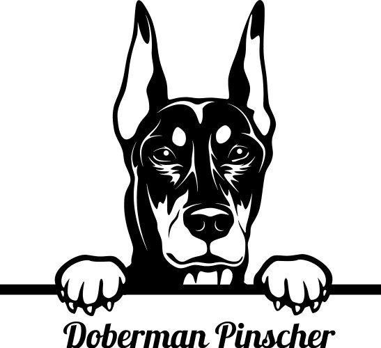 Peeking Doberman Pinscher - Dog Portrait Vector Image