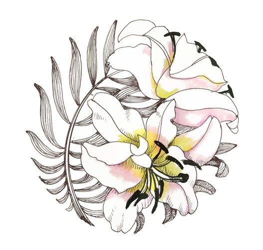 Hand drawing lily flowers on white background Vector Image