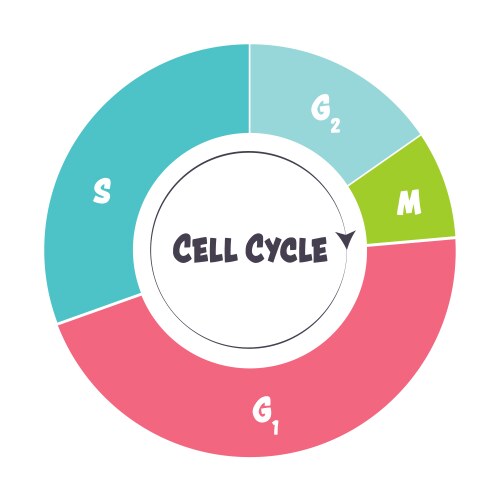 Phases Of The Cell Cycle Royalty Free Vector Image