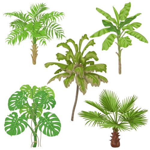 Tropical Plant Collection Vector Image