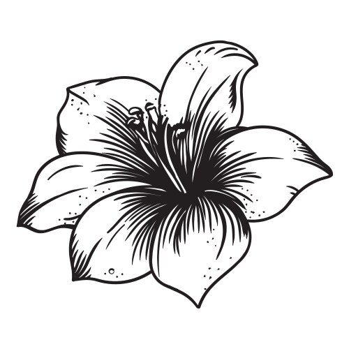 Garden flower on a white background Vector Image