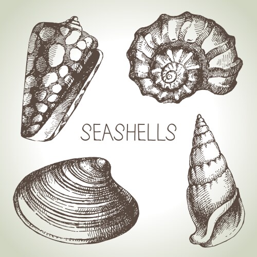 Hand Drawn Seashell Sketch Set Vector Image