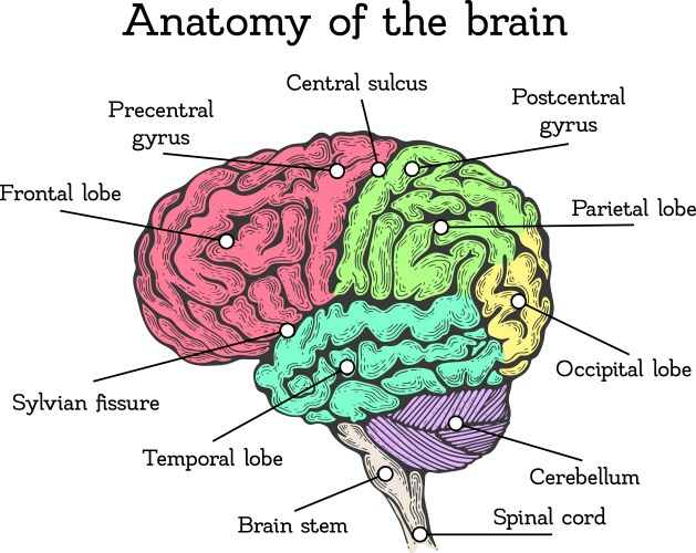 Brain anatomy color scheme vector image