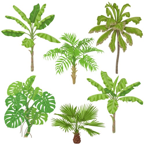Tropical Plant Collection Vector Image