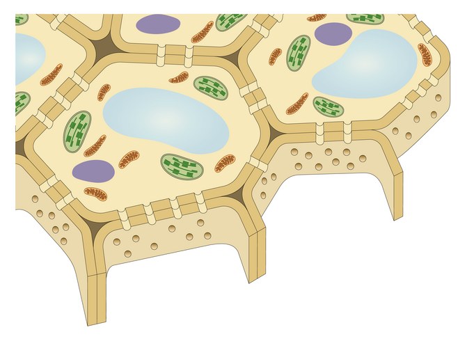 Osmosis in Plant Cells – Royalty-Free Vector | VectorStock