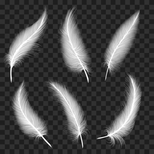 Realistic white feathers Royalty Free Vector Image