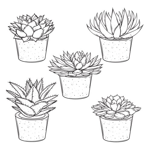 Succulent Plant Sketches vector image