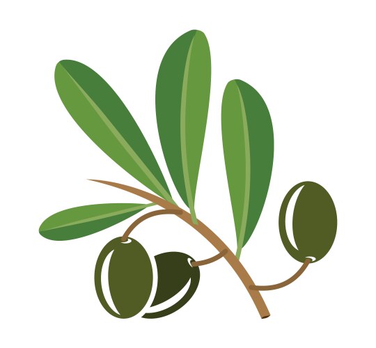 Olive branch greek food black olives isolated Vector Image