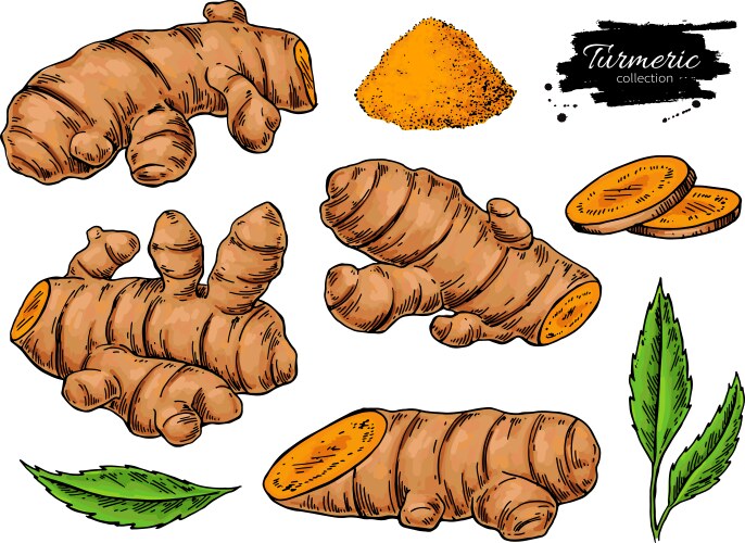 Turmeric Vector Images & Graphics for Commercial Use | VectorStock