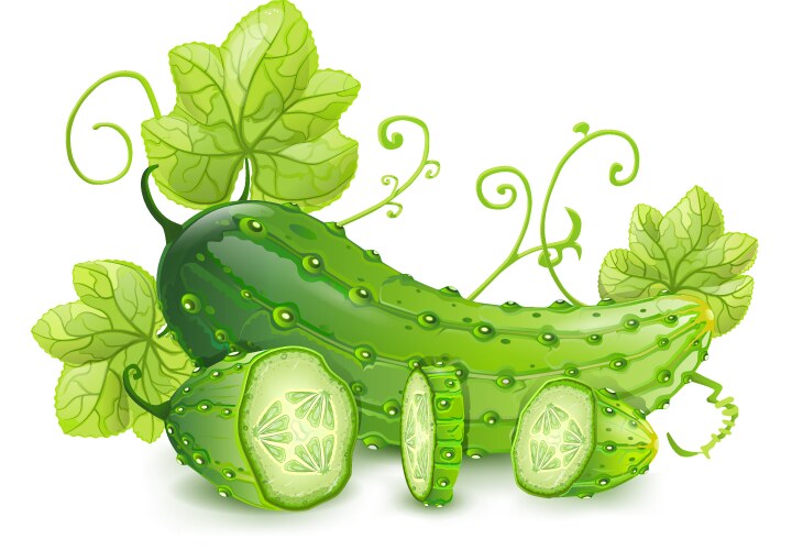 cucumber vector