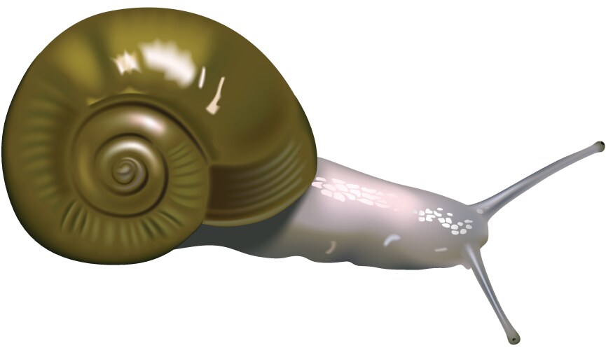 Snail Bitmap Engraving snail Royalty Free Vector Image - VectorStock