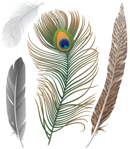 Bird feathers set Royalty Free Vector Image - VectorStock